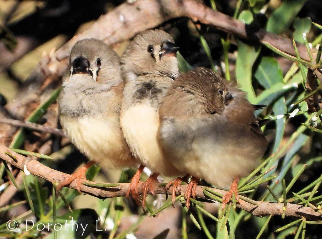Juvenile Zebra Finch (Taeniopygia guttata)