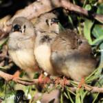 Juvenile Zebra Finch (Taeniopygia guttata)