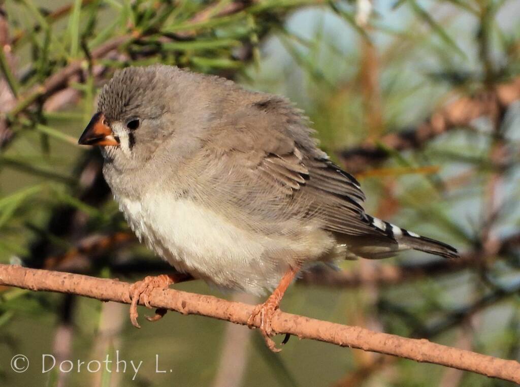 Juvenile Zebra Finch (Taeniopygia guttata)
