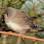 Juvenile Zebra Finch (Taeniopygia guttata)