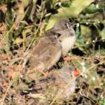 Juvenile Zebra Finch (Taeniopygia guttata)