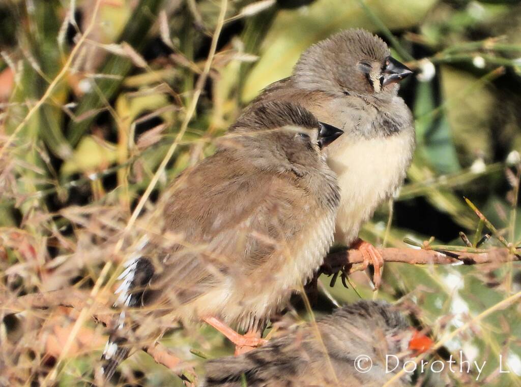 Juvenile Zebra Finch (Taeniopygia guttata)