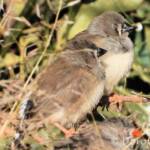 Juvenile Zebra Finch (Taeniopygia guttata)