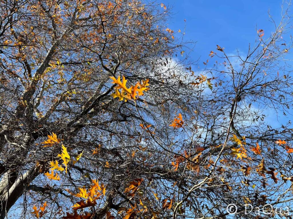 Autumn Passion by DaQua