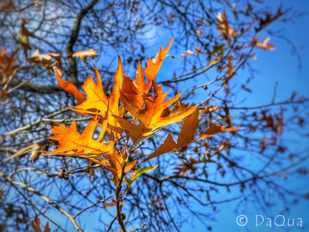 Autumn Passion by DaQua