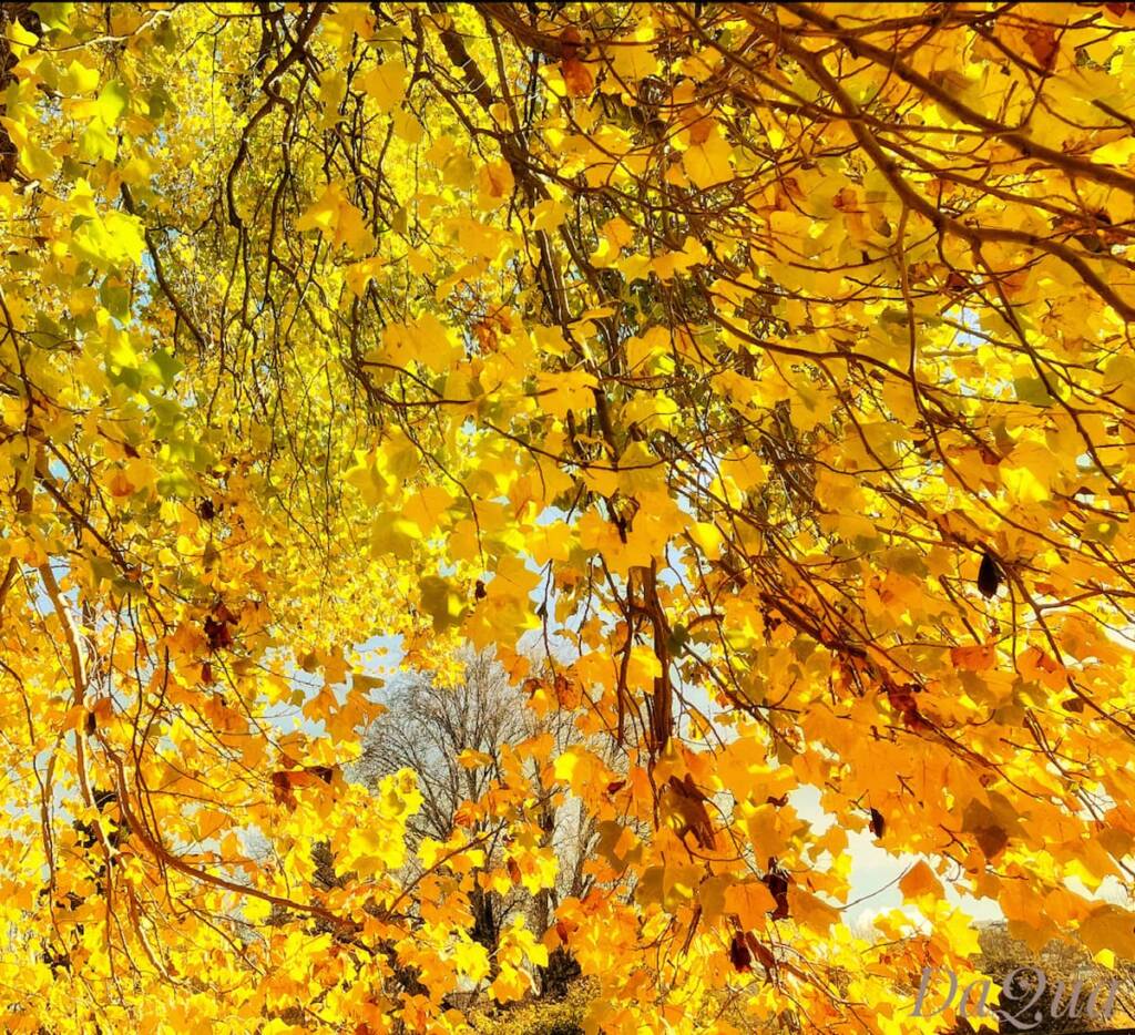 Autumn Passion by DaQua