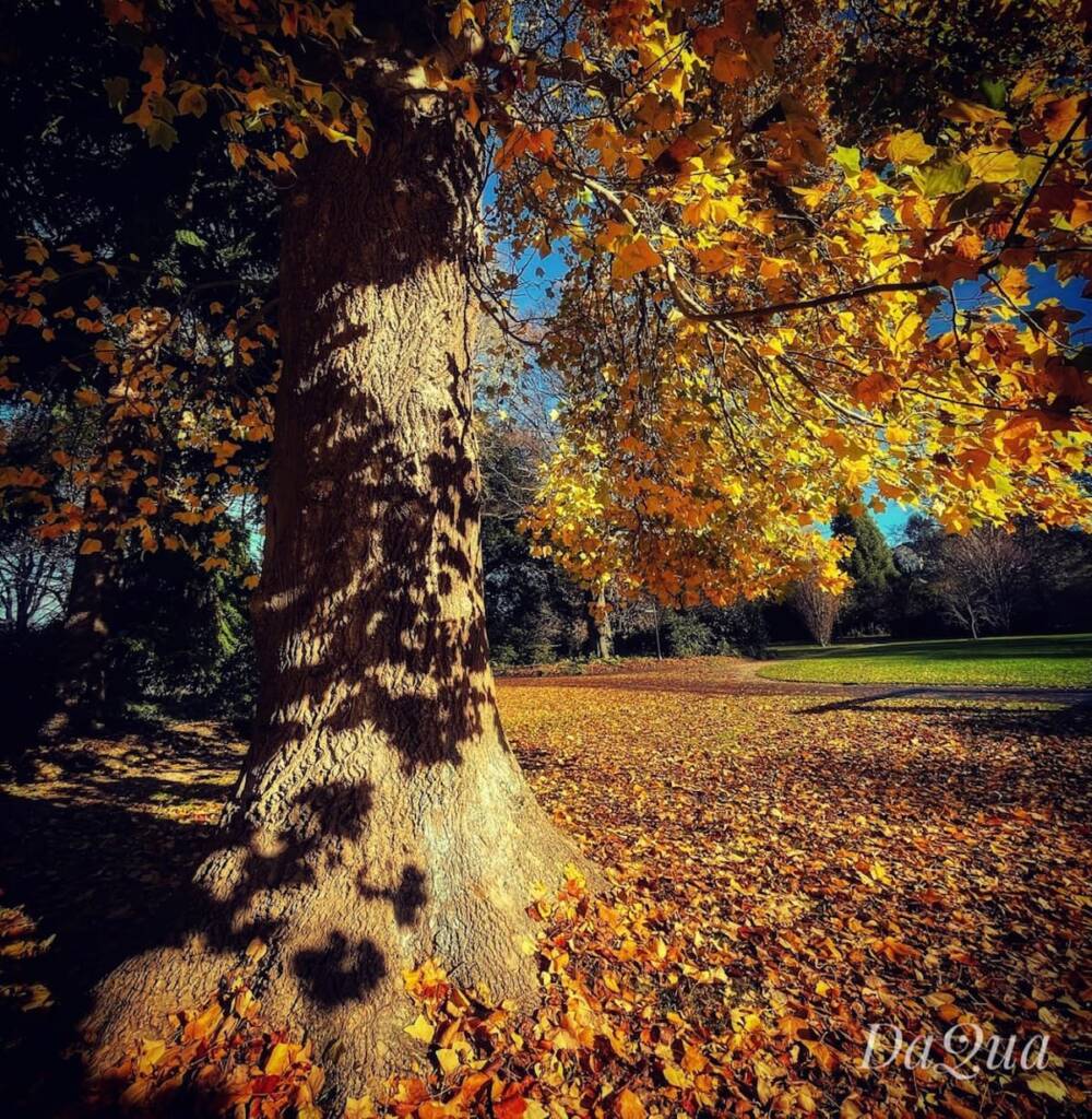 Autumn Passion by DaQua