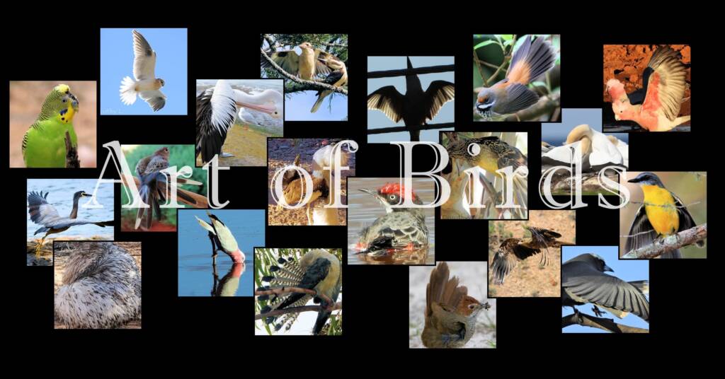 Art of Birds