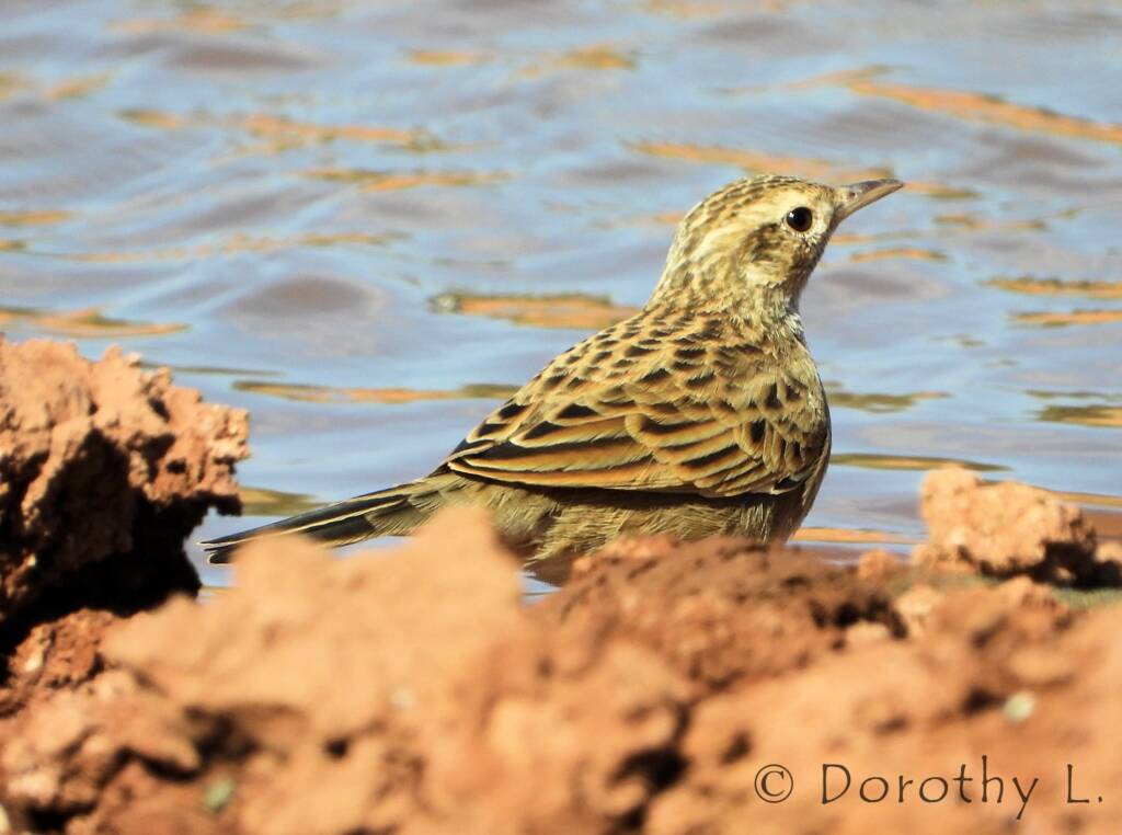 Australasian Pipit (Anthus novaeseelandiae)