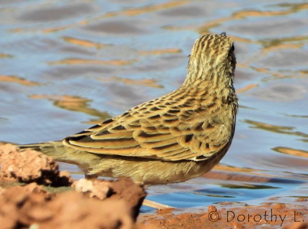 Australasian Pipit (Anthus novaeseelandiae)