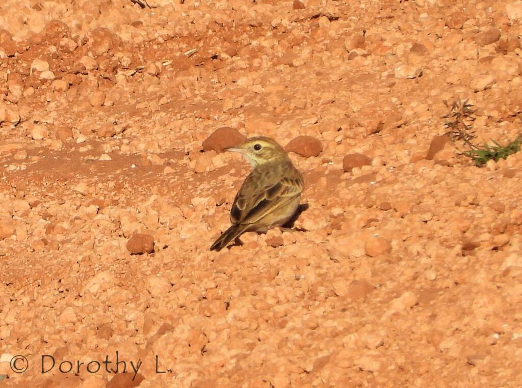 Australasian Pipit (Anthus novaeseelandiae)