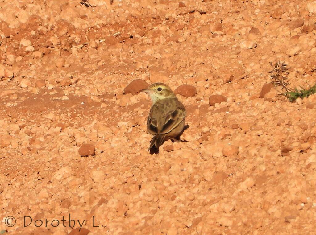 Australasian Pipit (Anthus novaeseelandiae)