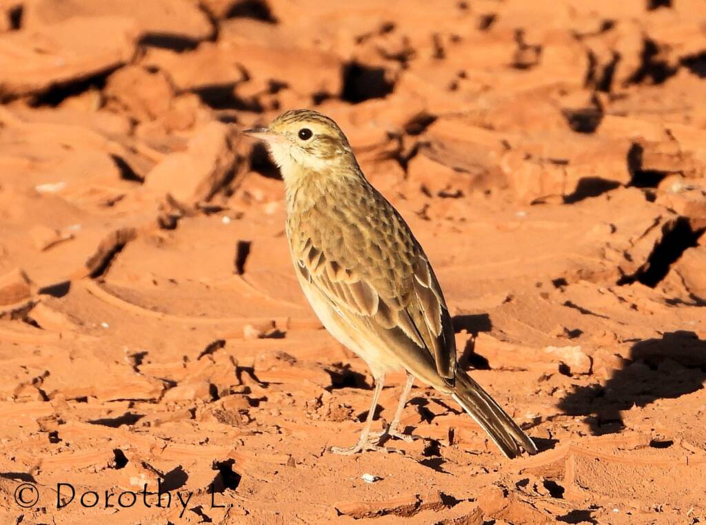 Australasian Pipit (Anthus novaeseelandiae)