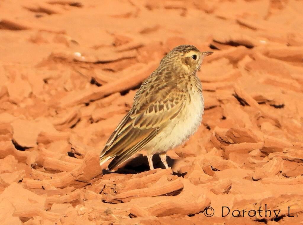 Australasian Pipit (Anthus novaeseelandiae)