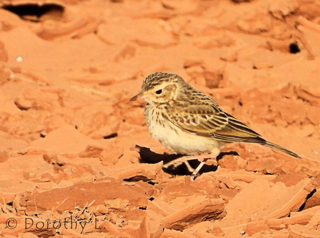 Australasian Pipit (Anthus novaeseelandiae)