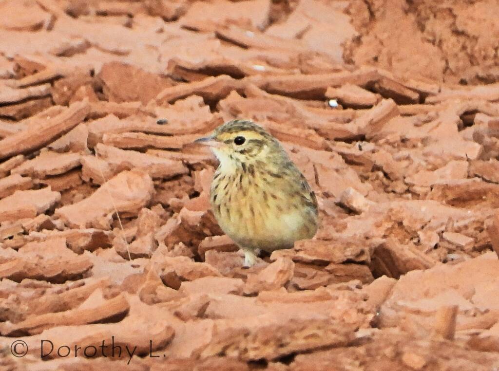 Australasian Pipit (Anthus novaeseelandiae)