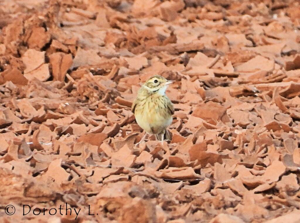 Australasian Pipit (Anthus novaeseelandiae)