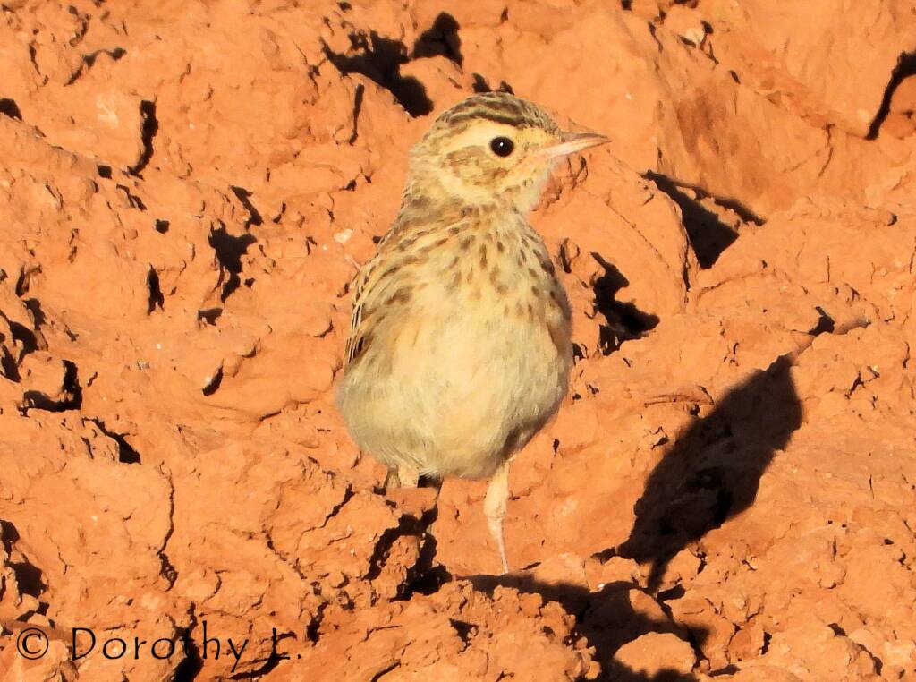 Australasian Pipit (Anthus novaeseelandiae)