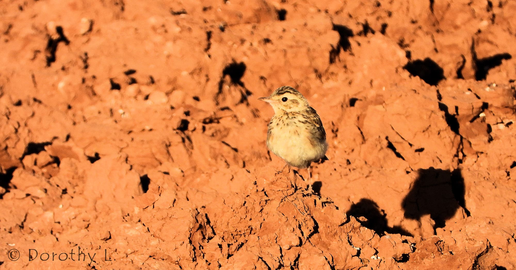 Australasian Pipit (Anthus novaeseelandiae)