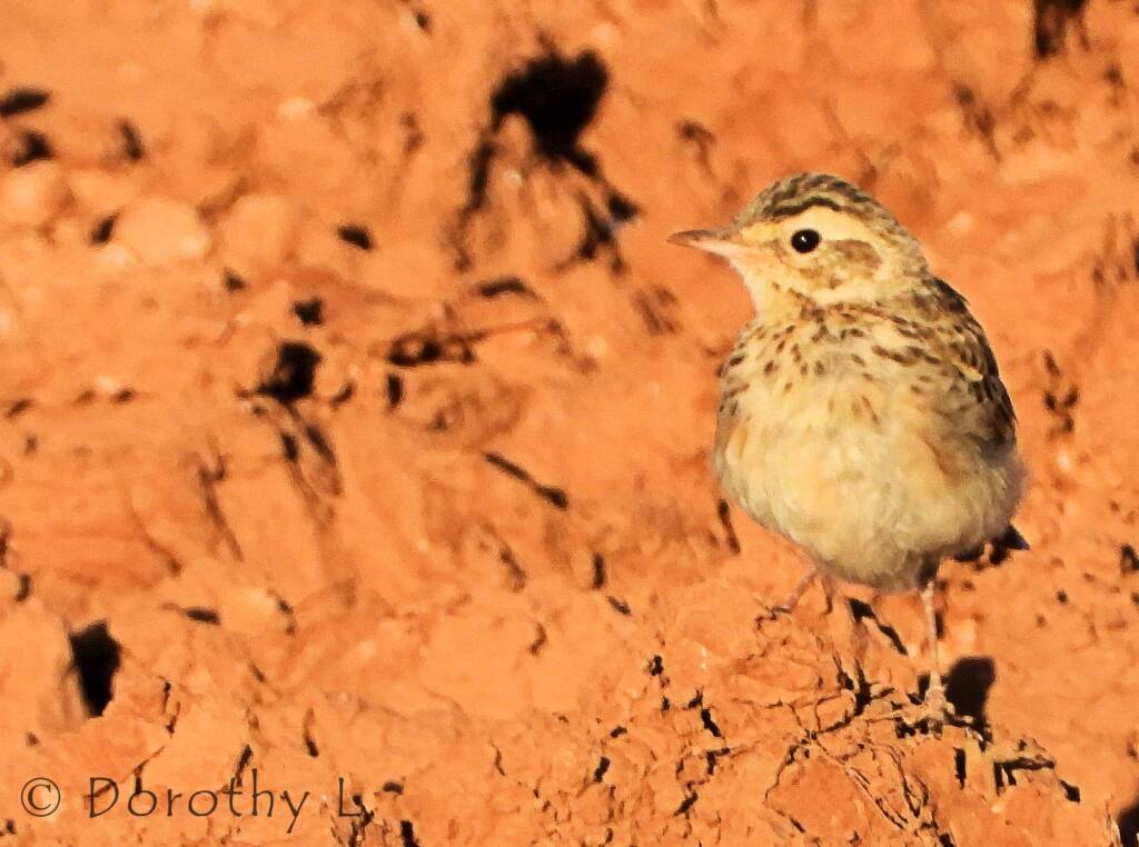 Australasian Pipit (Anthus novaeseelandiae)