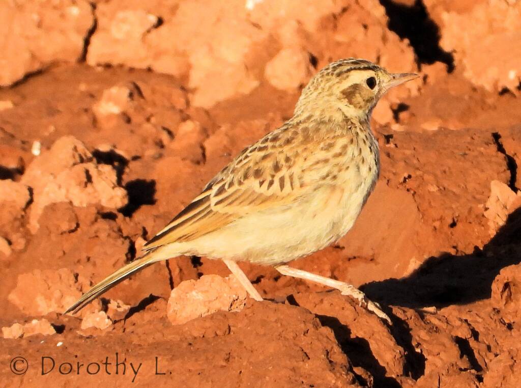 Australasian Pipit (Anthus novaeseelandiae)