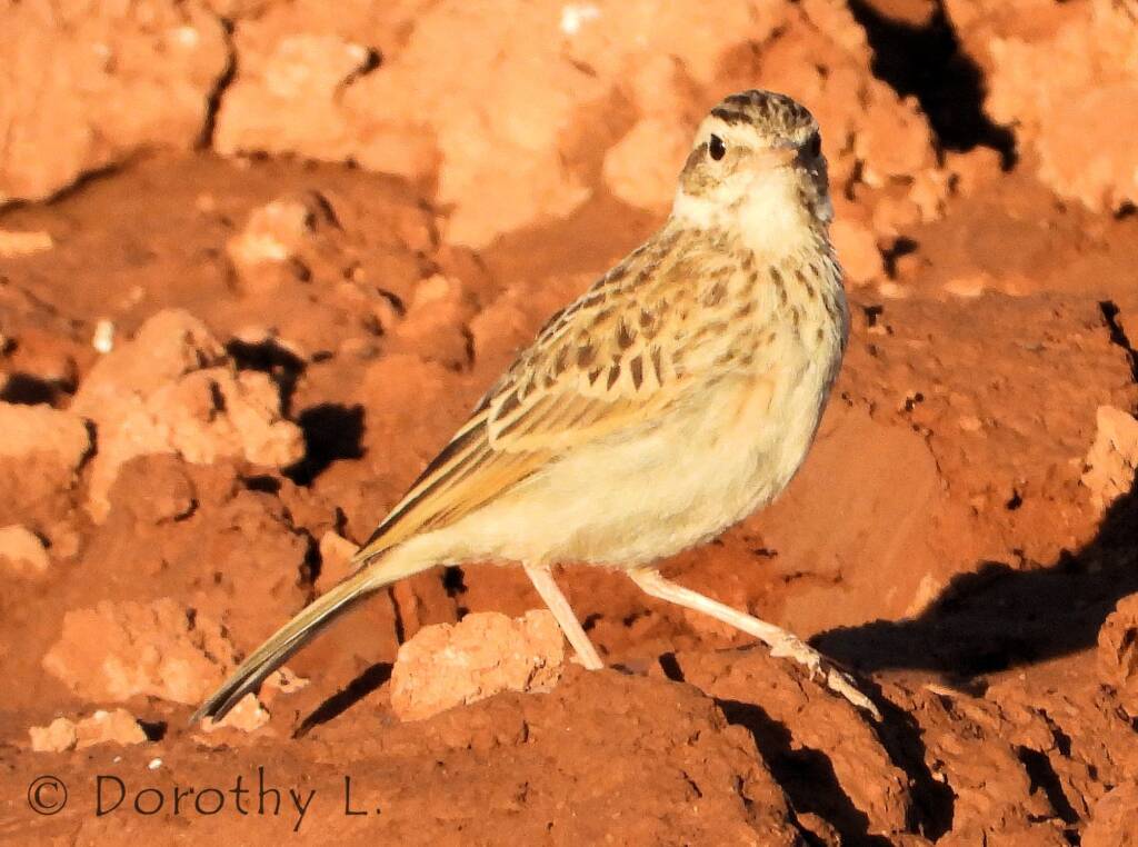 Australasian Pipit (Anthus novaeseelandiae)