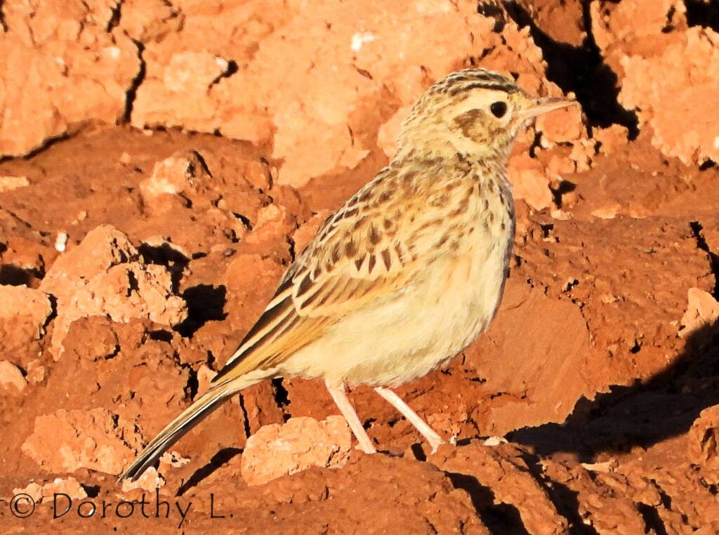Australasian Pipit (Anthus novaeseelandiae)