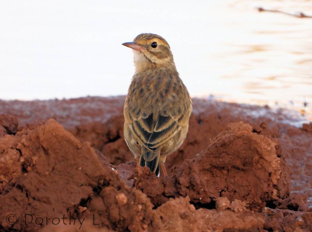 Australasian Pipit (Anthus novaeseelandiae)