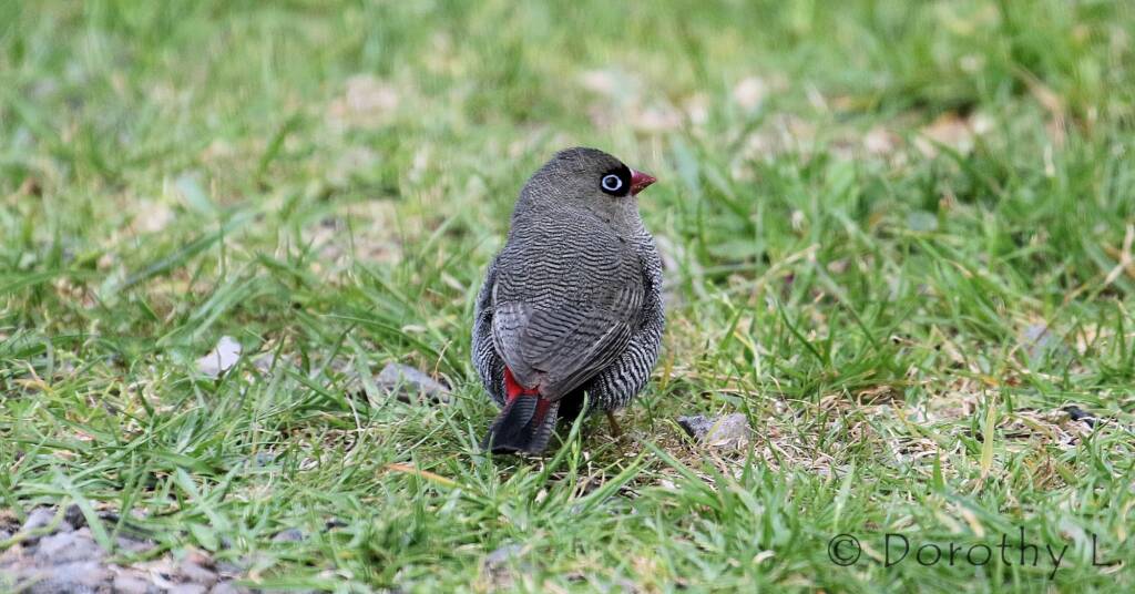 Beautiful Firetail (Stagonopleura bella)