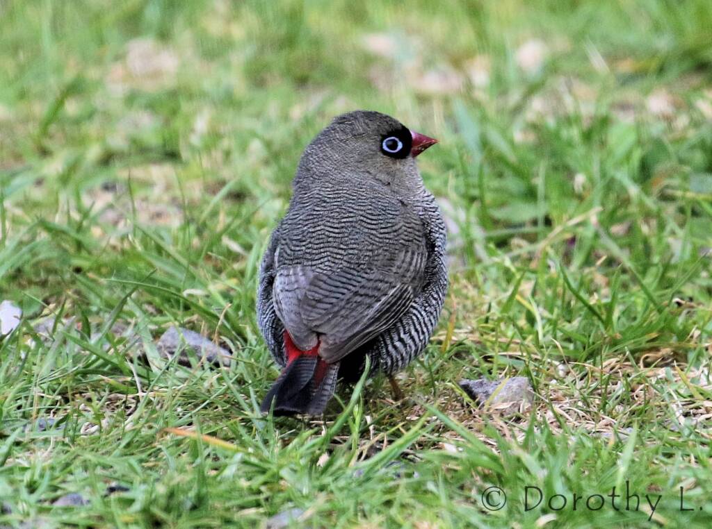 Beautiful Firetail (Stagonopleura bella)