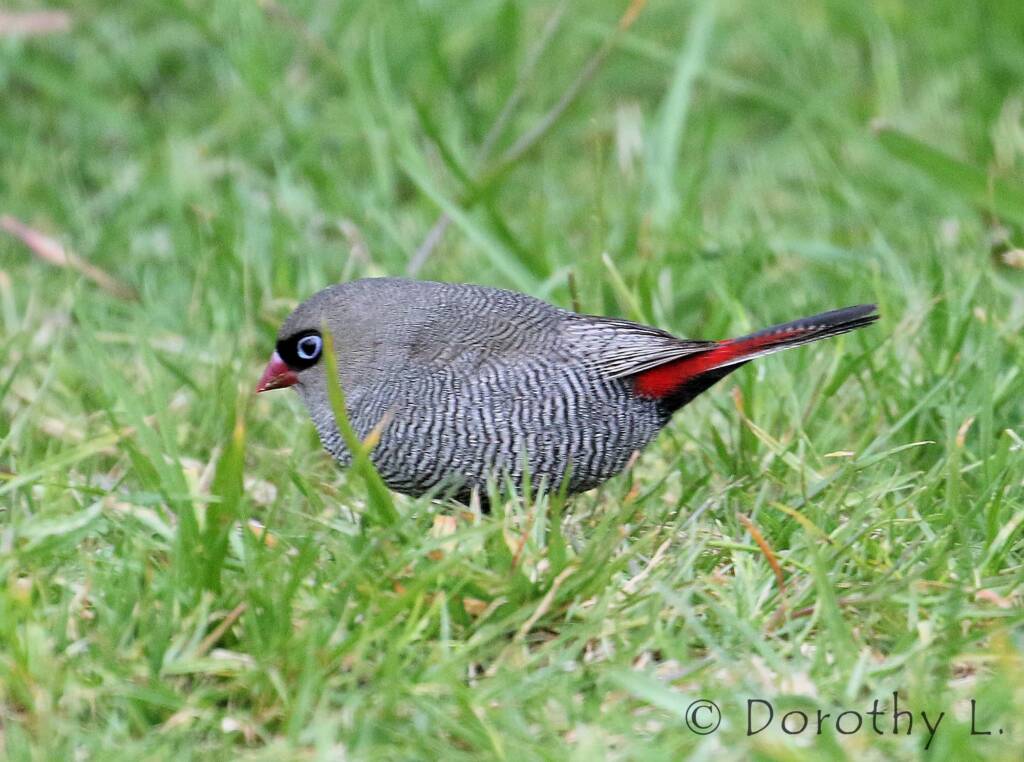 Beautiful Firetail (Stagonopleura bella)