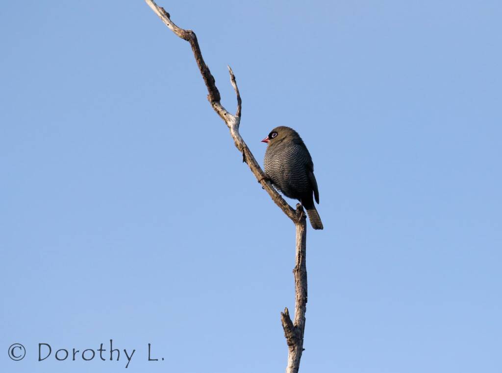 Beautiful Firetail (Stagonopleura bella)