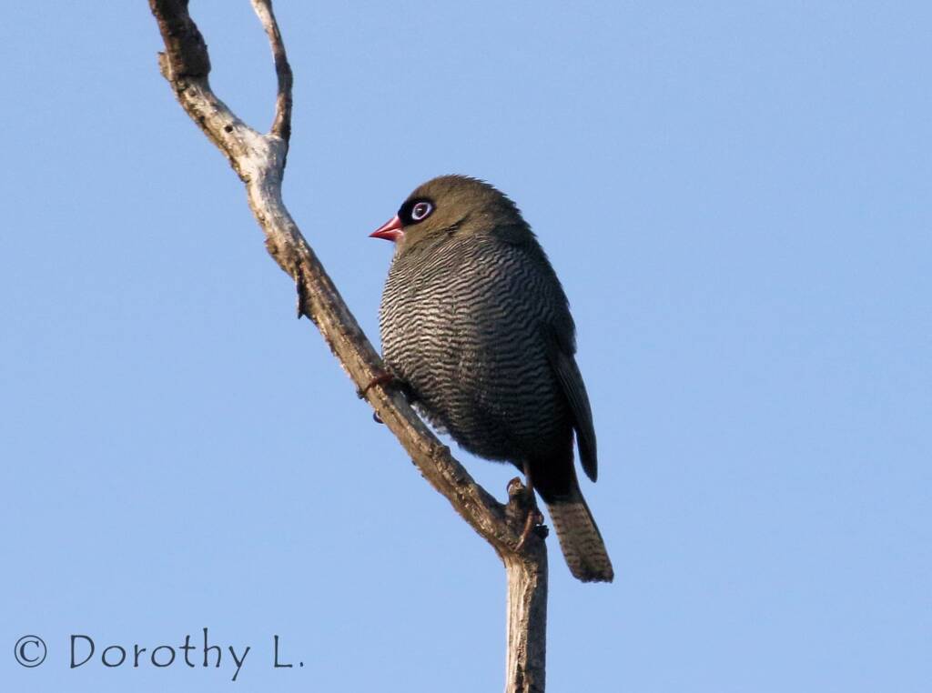 Beautiful Firetail (Stagonopleura bella)