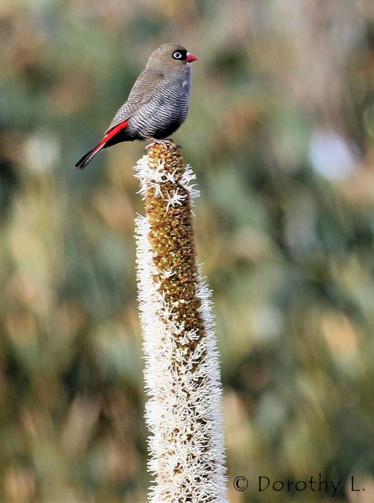 Beautiful Firetail (Stagonopleura bella)