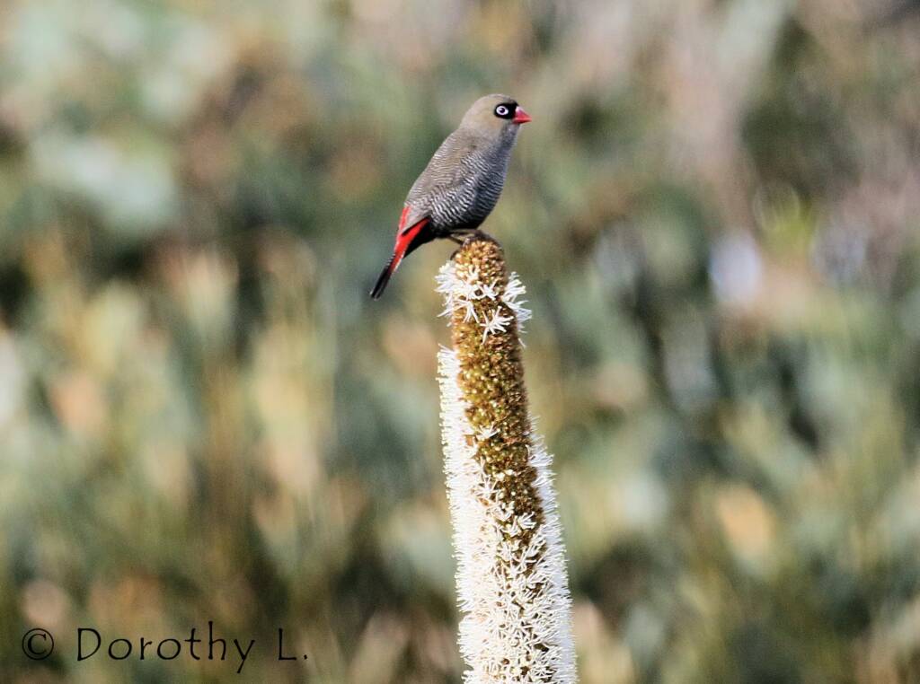 Beautiful Firetail (Stagonopleura bella)