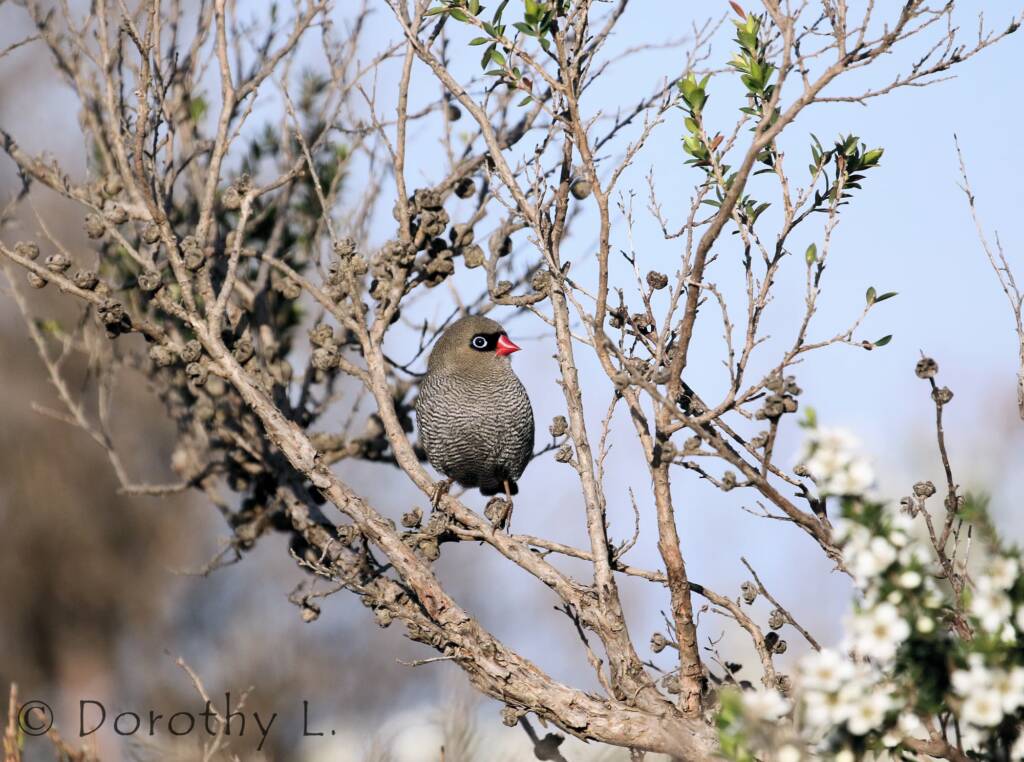 Beautiful Firetail (Stagonopleura bella)