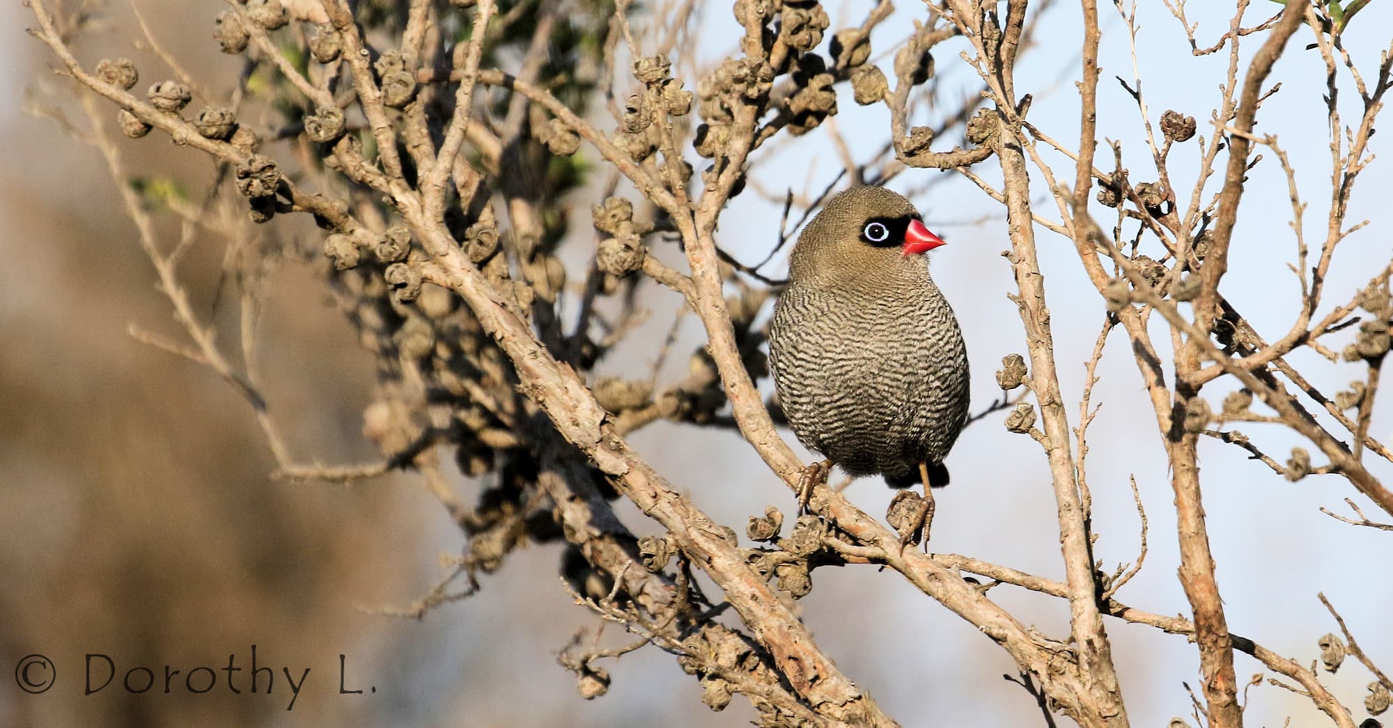 Beautiful Firetail (Stagonopleura bella)