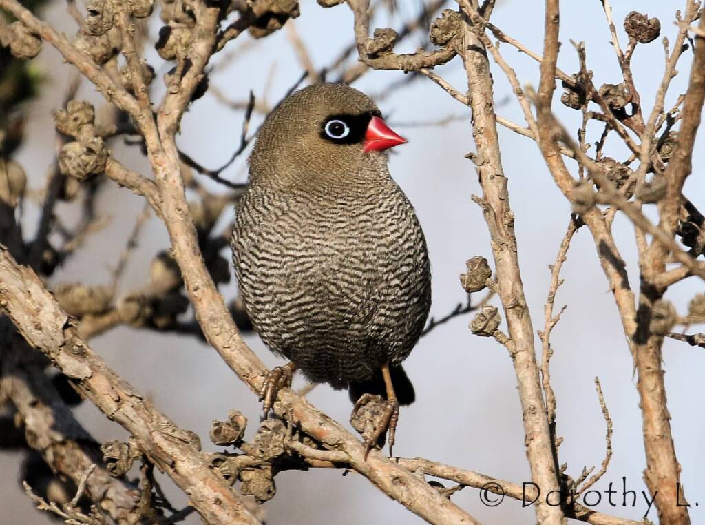 Beautiful Firetail (Stagonopleura bella)