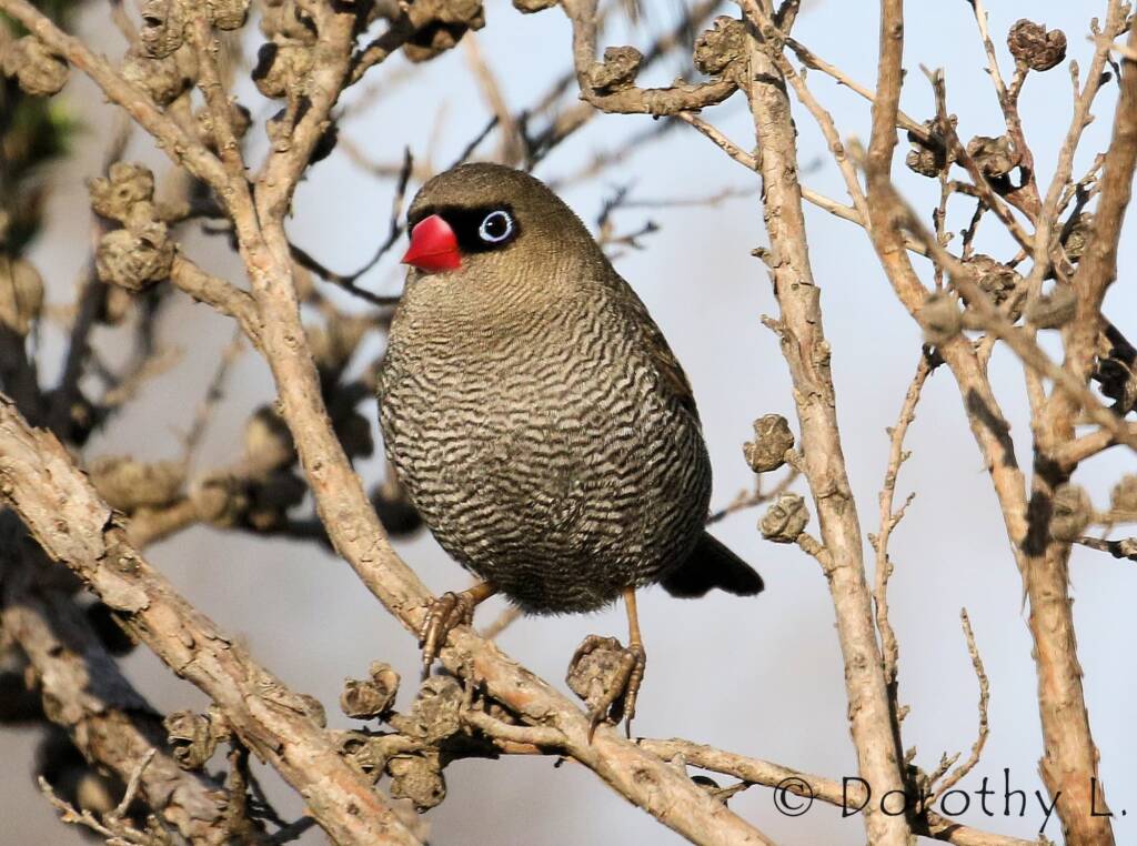 Beautiful Firetail (Stagonopleura bella)