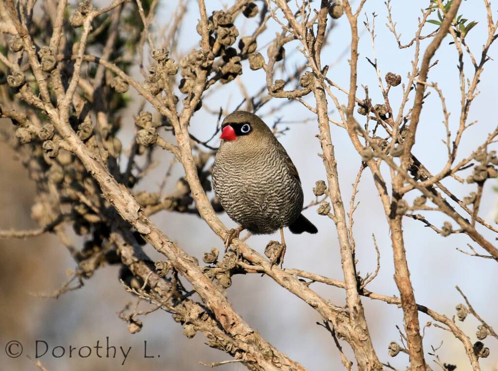 Beautiful Firetail (Stagonopleura bella)