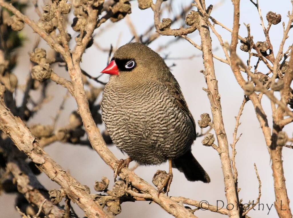 Beautiful Firetail (Stagonopleura bella)