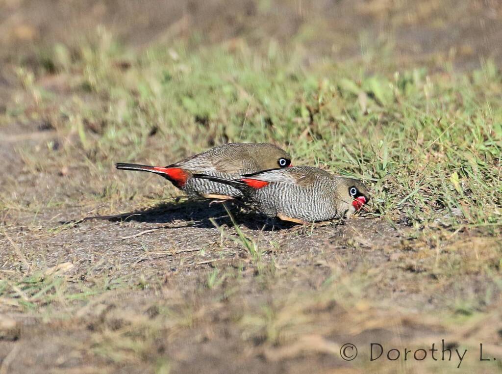 Beautiful Firetail (Stagonopleura bella)