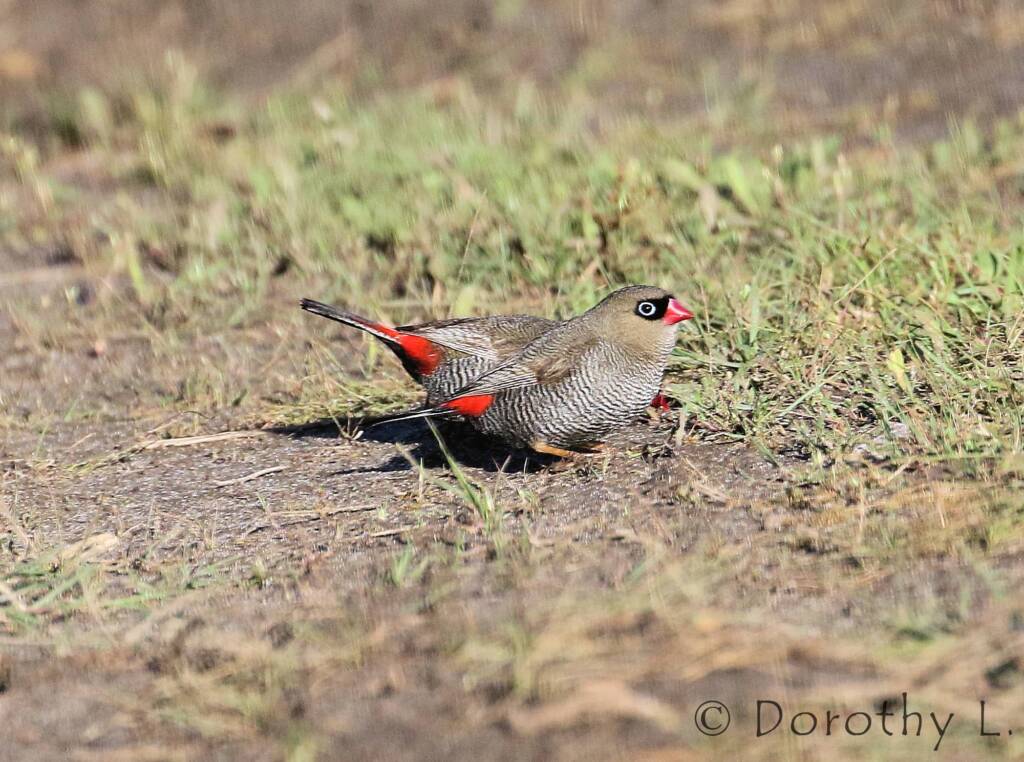 Beautiful Firetail (Stagonopleura bella)