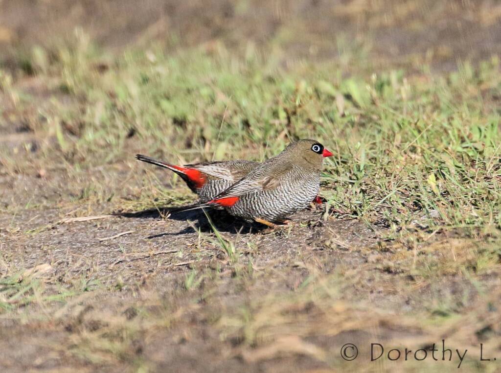 Beautiful Firetail (Stagonopleura bella)