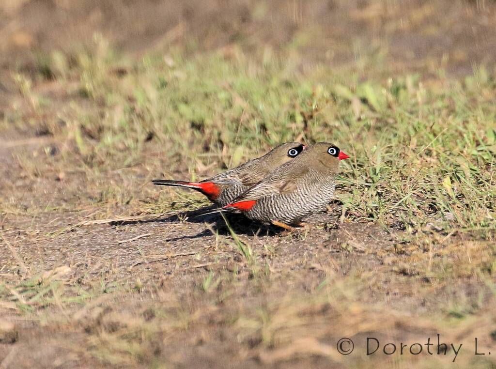 Beautiful Firetail (Stagonopleura bella)
