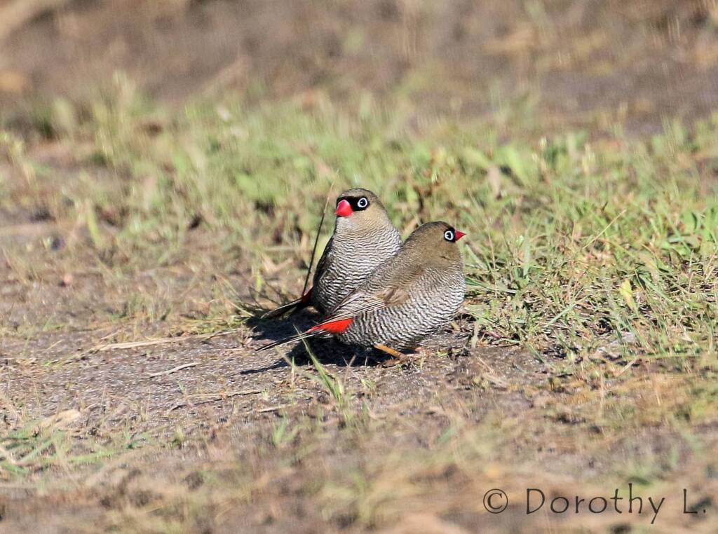 Beautiful Firetail (Stagonopleura bella)