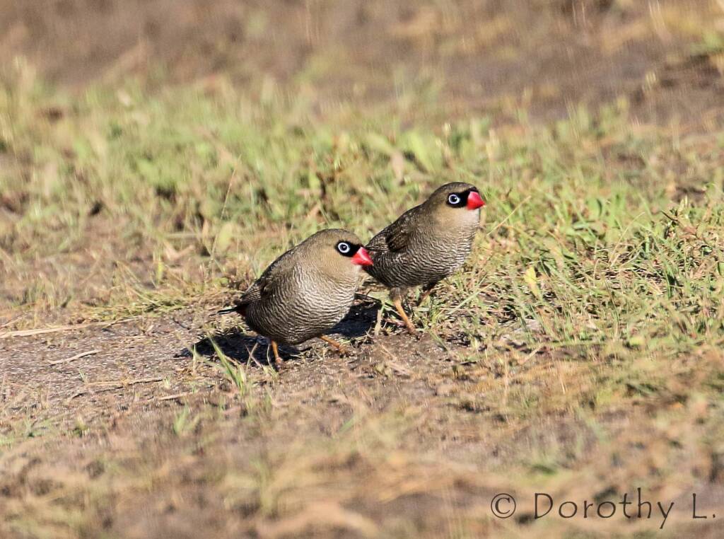Beautiful Firetail (Stagonopleura bella)