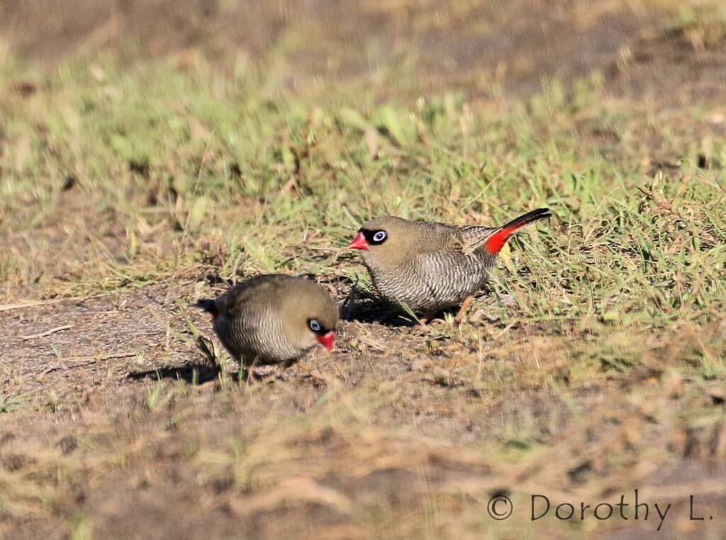 Beautiful Firetail (Stagonopleura bella)