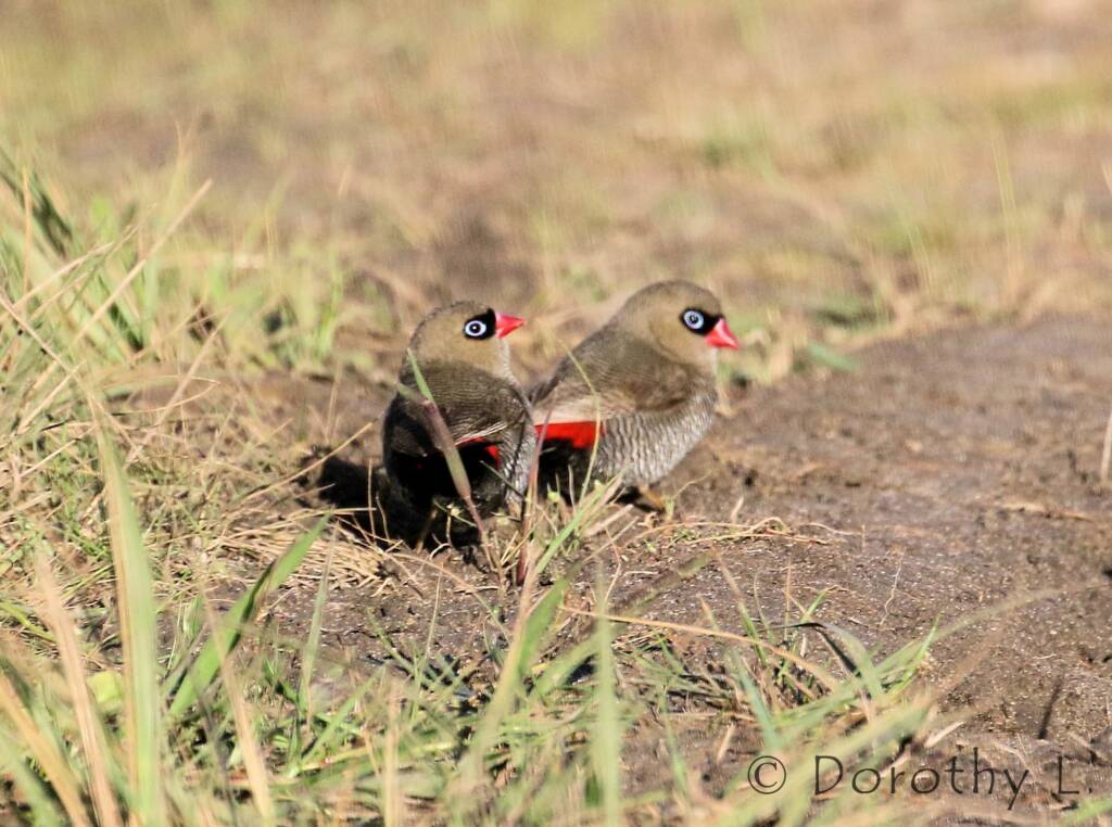 Beautiful Firetail (Stagonopleura bella)