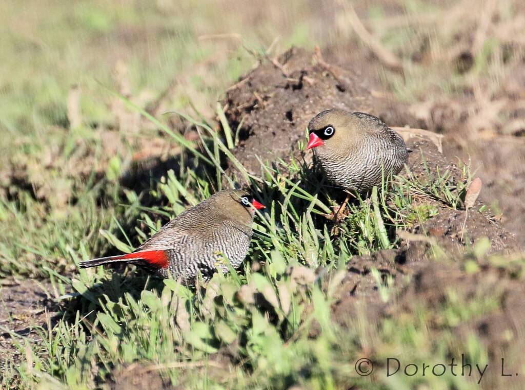 Beautiful Firetail (Stagonopleura bella)